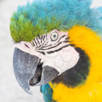 Yellow Macaw in a zoo in the Caribbean