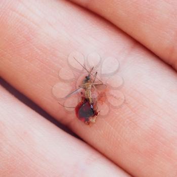 Dead mosquito with blood crushed in a hand