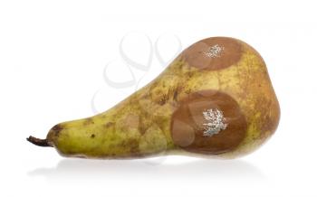 Close up of a pear with white area of fungus growing on it, isolated on white