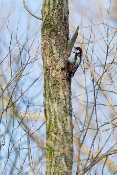 Woodpecker on a tree, searching the right spot