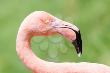 Pink flamingo close-up, isolated on green grass background