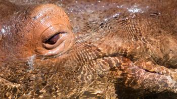 Close up shot of hippo's eye in water