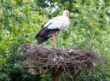 Two adult storks in a big nest