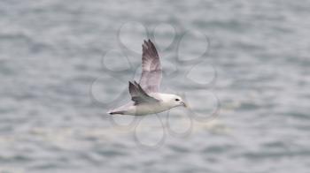 Fulmar, Fulmarus glacialis, single bird in flight