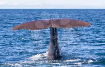 Tail of a Sperm Whale diving, west of Iceland