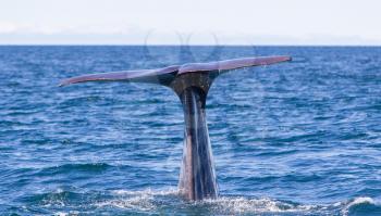 Tail of a Sperm Whale diving, west of Iceland