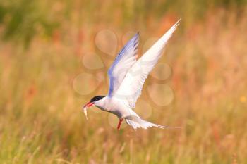 Arctic tern with a fish - Warm evening sun - Common bird in Iceland