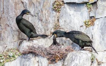 European shag (phalacrocorax aristotelis) feeding it's chicks