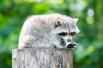 Adult racoon on a tree looking down