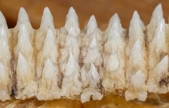 Row of shark teeth in jaw, selective focus