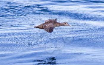 Common Eider flying over water, female flying low