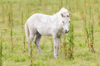 White Icelandic pony posing for the camera