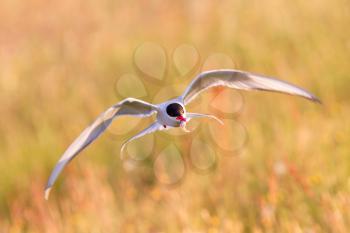 Arctic tern with a fish - Warm evening sun - Common bird in Iceland