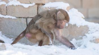 Macaque monkey searching food in it's natural habitat