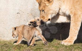 Lioness and cubs, exploring their surroundings in the winter