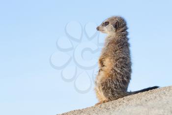 Meerkat on guard duty, cute and furry