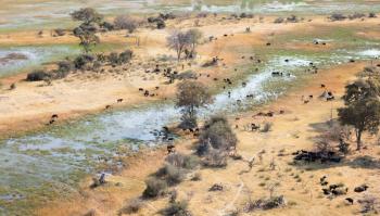 Water buffalo (Bubalus bubalis) in the Okavango delta, Botswana - Aerial shot
