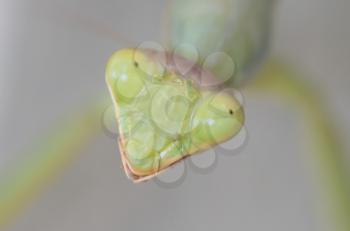 Green praying mantis on a wall (Mantis religiosa) - Selective focus on the head