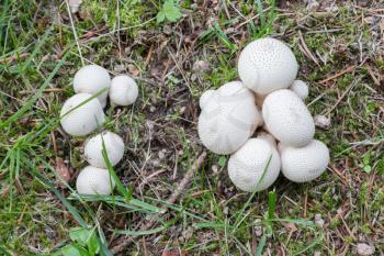 Lycoperdon perlatum (common puffball, warted puffball, gem-studded puffball)