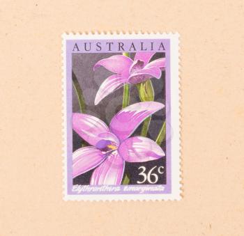 AUSTRALIA - CIRCA 1980: A stamp printed in Australia shows a flower (Elythranthera Emarginata), circa 1980