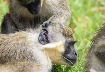 Green vervet monkey (Chlorocebus pygerythrus), ape de-fleeing, Gambia