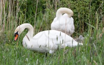Couple swan with young swans, selective focus