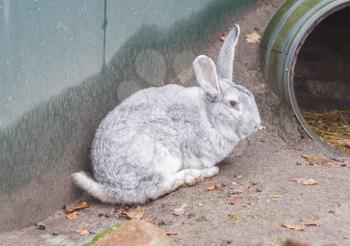 Purebred rabbit Belgian Giant resting outside in the sun, selective focus