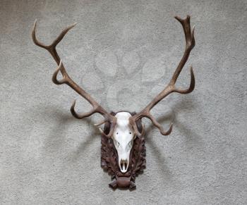 Large deer hunting trophy hanging on a wall