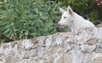 Dog guarding a private property in Greece