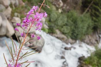 Waterfall in the Austrian Alps - Selective focus on flower - Stuibenfall waterfall