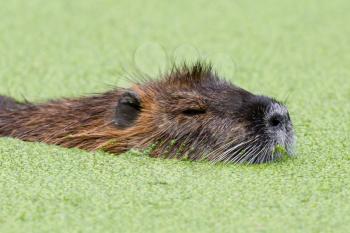 Beaver in pool filled with duckweed