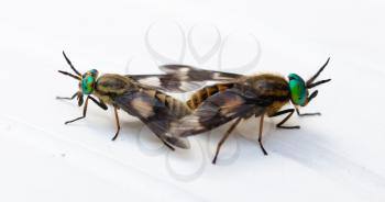 Fly mating on white background, selective focus on green eye