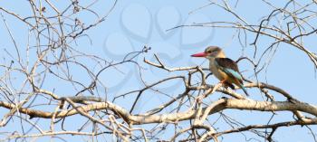Brown-heade Kingfisher, sitting in a tree in Namibia