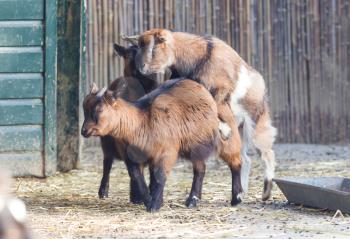 Two goats breeding - Spring in the Netherlands
