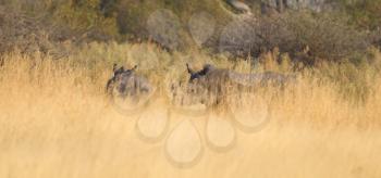 Black rhino standing in the grass, Botswana