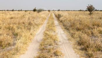 Sandy road in the Kalahari, nature in Botswana