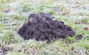 Molehill- lawn, damaged by a mole burrowing underneath and pushing up a molehill
