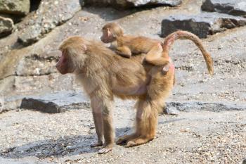 Female baboon with a young baboon in their natural habitat