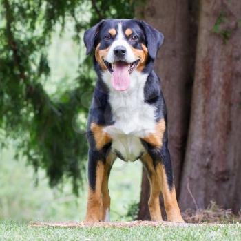 Young Sennenhund waiting for his boss to play with him