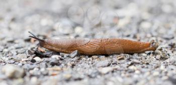 Naked slug climb on a floor, selective focus