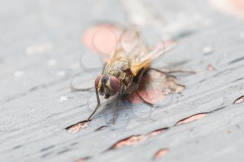 Fly sitting on some old paintwork, warm light