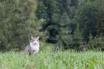 Cat sitting in a large green field, Switzerland