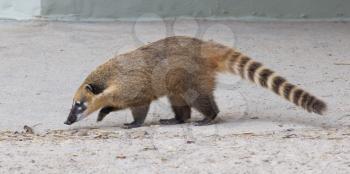 South American coati (Nasua nasua), also known as the ring-tailed coati