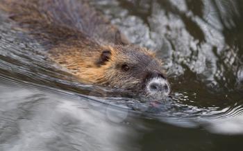 Myocastor coypus, single mammal in it's natural habitat - selective focus