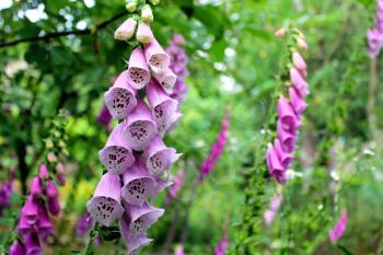 beautiful flower of lilac bluebell in the garden