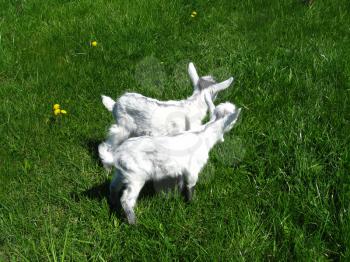 two goat kids on the green pasture