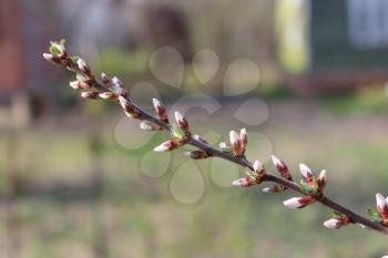 branch with unopened buds of Prunus tomentosa's flowers