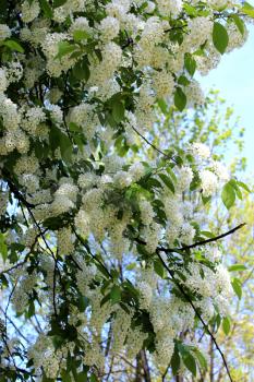 big branches of bird cherry tree on thebig bush