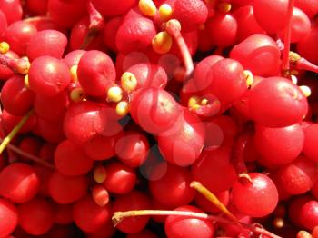 The image of harvest of red schizandra