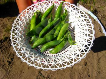 Fresh green pods of peas lay in a plate